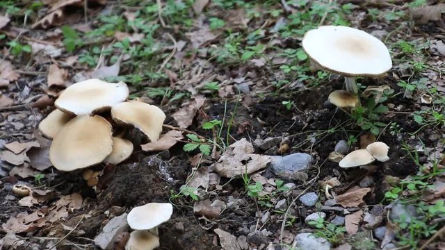 mushrooms in the forest