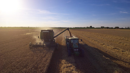 Fototapeta premium Aerial View As Tractor Collects Wheat From Combine Harvester