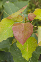Bodhi Tree, Red Leaf, drop of water