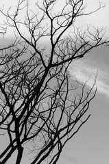 Background dry tree in black and white