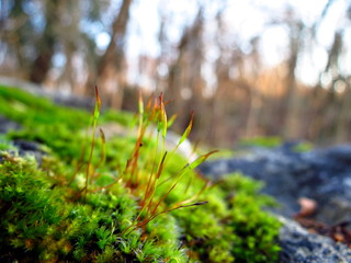 Close up view of a moss