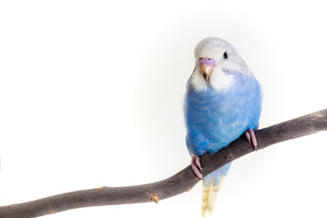 Little Cute Budgerigar, Budgie, Bird