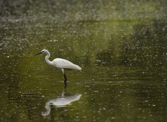 Garzetta bianca ferma nel lago
