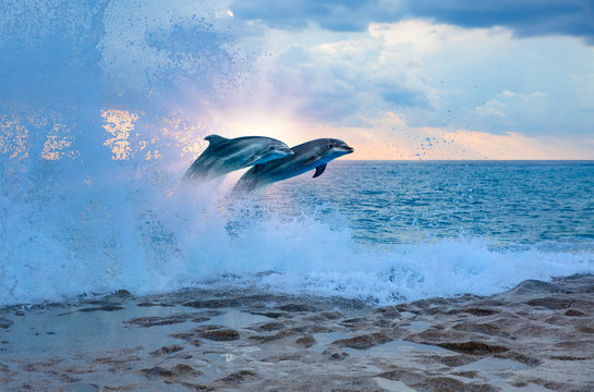 Couple jumping dolphins