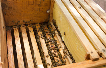 Fototapeta na wymiar Honeycomb with bees and honey