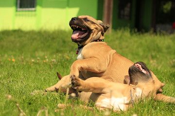 Boerboel puppies
