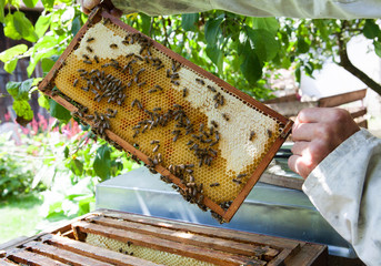 Honeycomb with bees and honey