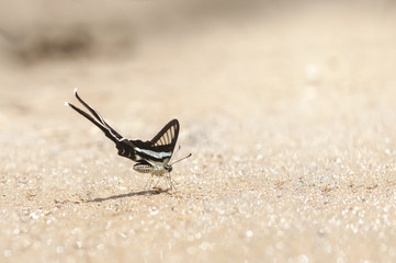 Butterfly in bokeh,The Green Dragontail (Lamproptera meges virescens Butler, 1870)