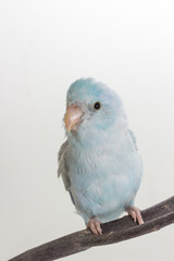 Pastel Blue Forpus Bird