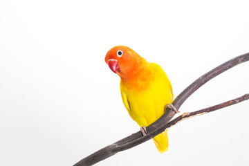 Yellow Lovebird on branch