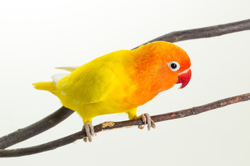Yellow Lovebird on branch