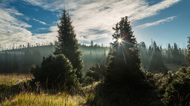 Sun rays in the crowns of conifers. Breznik hill. South Bohemia