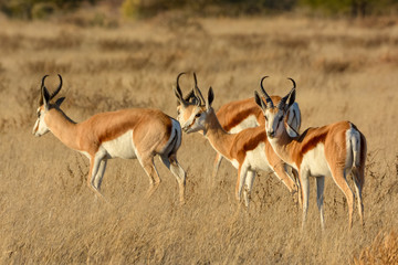 Springbok (Antidorcas marsupialis) herd. Central Kalahari Game Reserve. Botswana