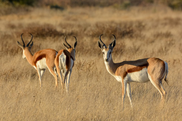 Naklejka na ściany i meble Springbok (Antidorcas marsupialis) herd. Central Kalahari Game Reserve. Botswana