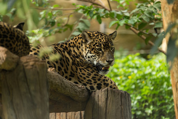 leopard sleeping on the timber