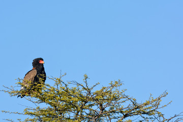 Naklejka premium Bateleur (Terathopius ecaudatus) perched in a camel thorn tree (or giraffe thorn tree (Vachellia erioloba prev Acacia erioloba). Central Kalahari Game Reserve. Botswana