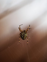 Araneus spider in its web