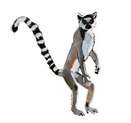 Watercolor illustration of lemur in white background.