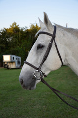 Profile of a gray horse head with a bit and reins