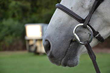 close up of mouth with a bit of a gray horse © hhendrix