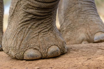 Obraz premium African Bush Elephant (Loxodonta africana). Detail of foot and toe nails. Mashatu Game Reserve. Northern Tuli Game Reserve. Botswana