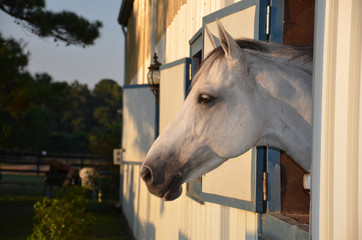 White horse profile