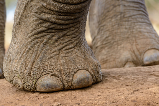 African Bush Elephant (Loxodonta africana). Detail of foot and toe nails.  Mashatu Game Reserve. Northern Tuli Game Reserve. Botswana Stock Photo |  Adobe Stock