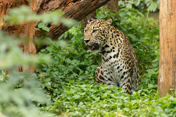 Fototapeta na wymiar Leopard sitting in the park