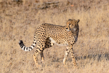 Cheetah (Acinonyx jubatus) walking. Mashatu Game Reserve. Northern Tuli Game Reserve.  Botswana
