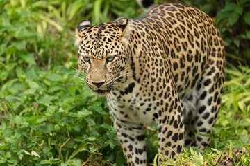Fototapeta na wymiar Portrait of leopard