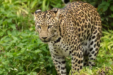 Wandcirkels tuinposter Portrait of leopard © tomava