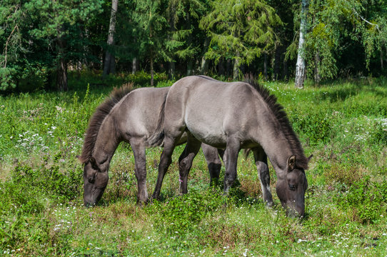 Tarpan-Fohlen in den Masuren; Polen