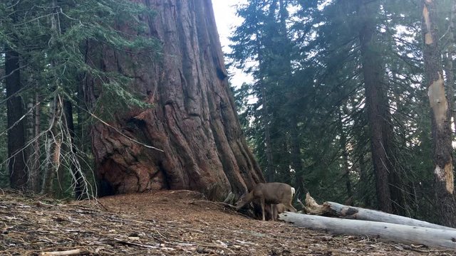 Deer next to Gian Sequoia Tree Kings Canyon California