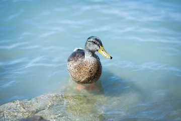 Closeup of a mallard duck