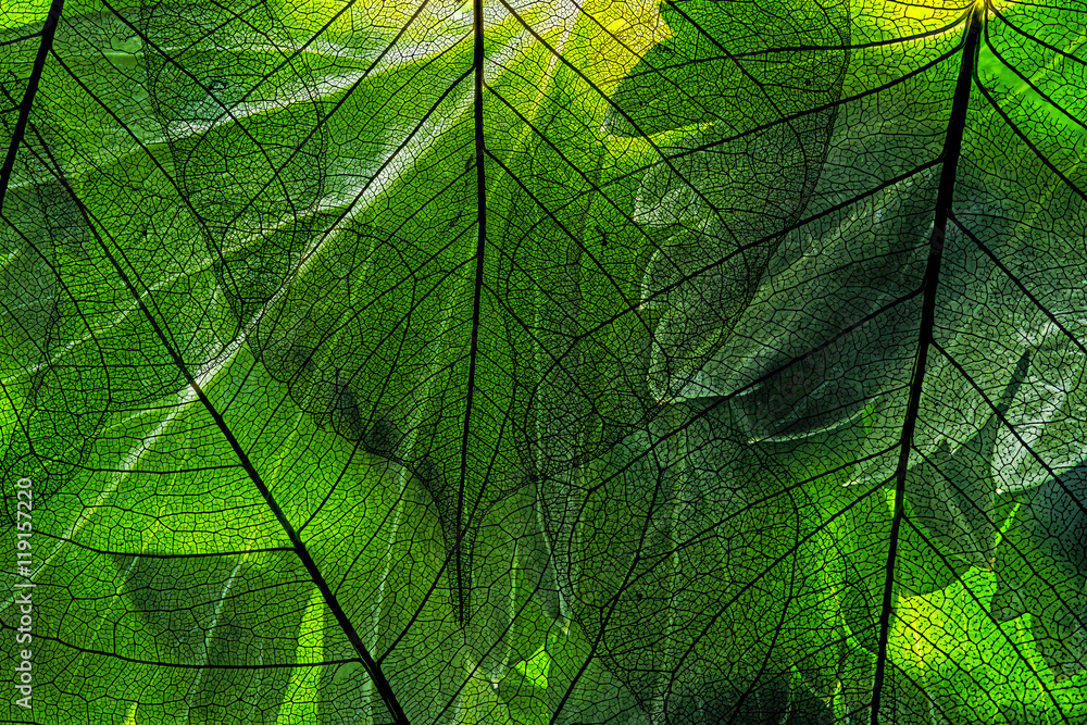 Canvas Prints green leaf in the detail