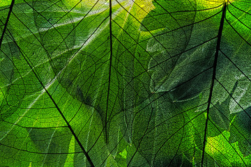 Naklejka na ściany i meble green leaf in the detail