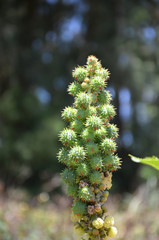 Castor Oil Plant Seedpods (Ricinus communis)