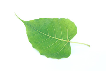 Bo leaves heart-shaped leaves are long end. on white background