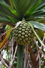 Hala fruit (Pandanus tectorius)