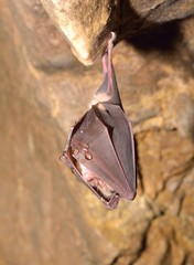 Greater horseshoe bat( Rhinolophus ferrumequinum)