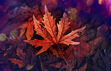 Autumn leaves