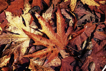 Autumn leaves