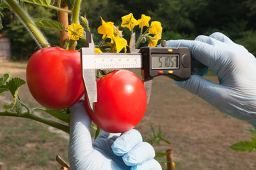 tomatoes