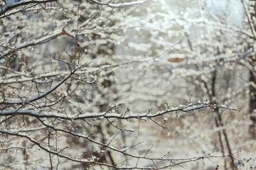 Frozen tree