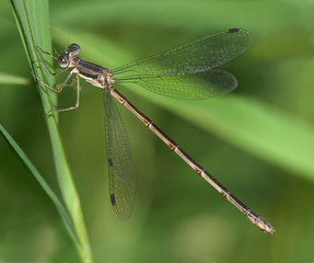 Spreadwing Damselfly