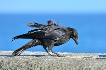 Crow eating sand on a stonewall