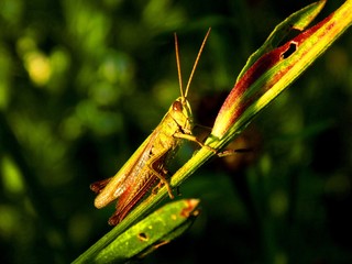 Grasshopper on meadow plant in wild nature during spring