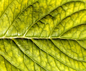 Yellow leaf surface.
