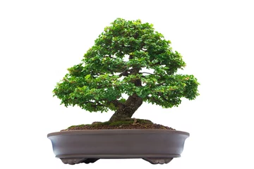 Photo sur Plexiglas Bonsaï Banyan Tree bonsaï, isolé sur fond blanc