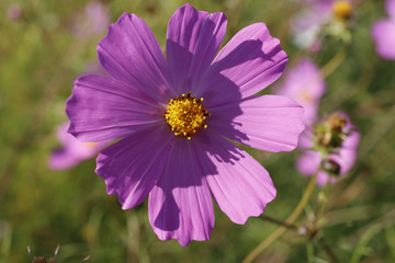 Beautiful Cosmos flower in the garden.